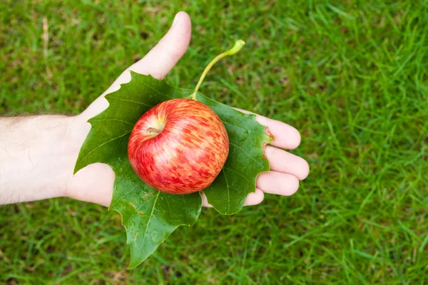 Яблоко в руке с листьями на фоне травы — стоковое фото